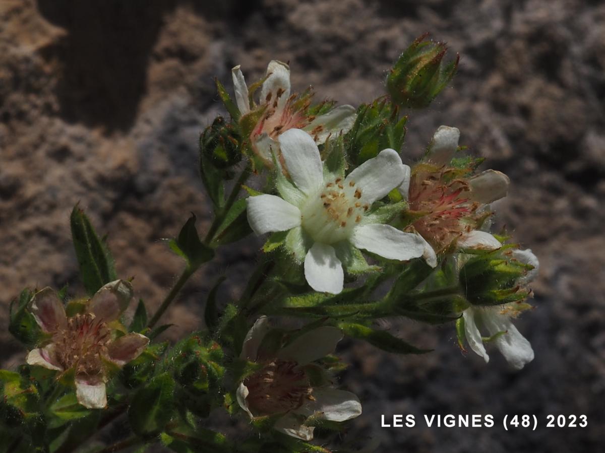 Cinquefoil, Cevenol flower